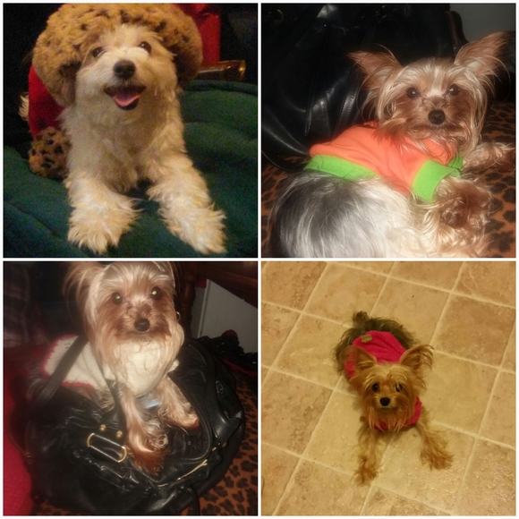 Meet your Posher, Claribel - Picture 1 of 1